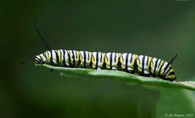 Monarch Caterpillar