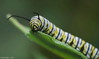 Monarch Caterpillar