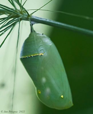 Monarch Chrysalis