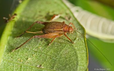 Restless Bush Cricket - male