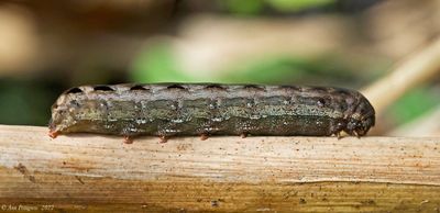 Yellow-striped Armyworm Moth Caterpillar