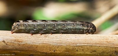 Yellow-striped Armyworm Moth Caterpillar