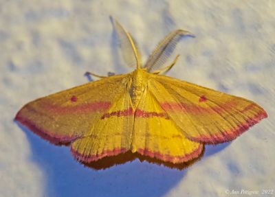 Chickweed Geometer Moth