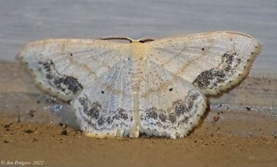 Large Lace-border Moth