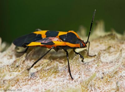 Large Milkweed Bug