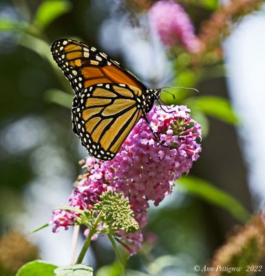 Monarch Butterfly