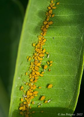 Oleander Aphids