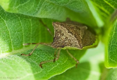 Stink Bug sp.