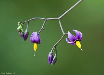 Wildflowers & Others