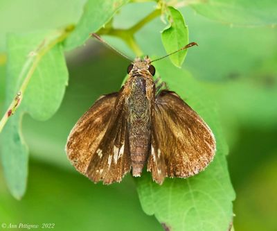 Zabulon Skipper