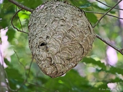 Bald-faced Hornets Nest