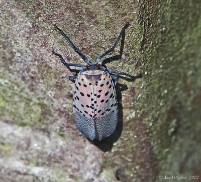 Spotted Lanternfly 