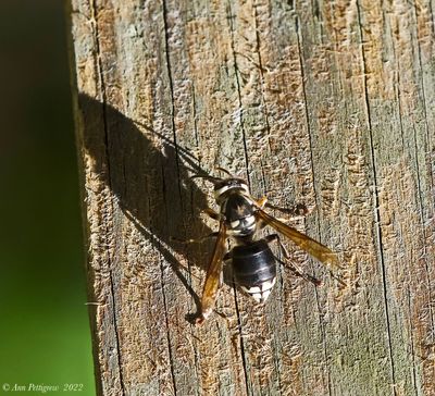 Bald-faced Hornet 