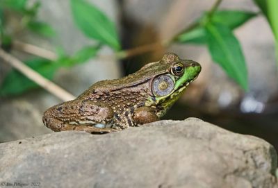 Green Frog - male
