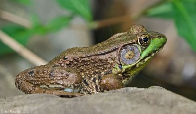 Green Frog - male