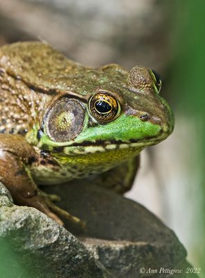 Green Frog - male