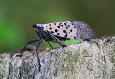 Spotted Lanternfly 