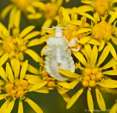 Ambush Bug