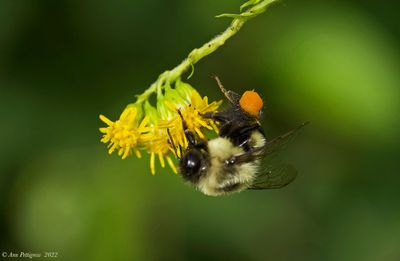 Common Eastern Bumble Bee