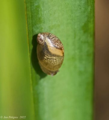 Bladder Snail