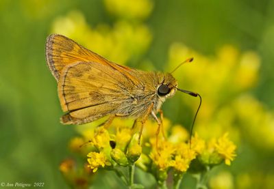 Pecks Skipper