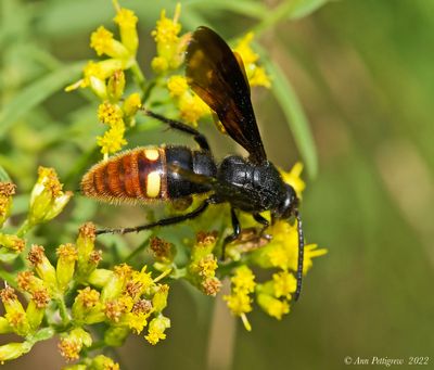 Two-spotted Scoliid Wasp