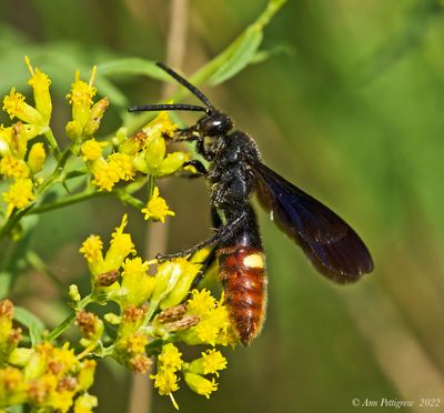 Two-spotted Scoliid Wasp