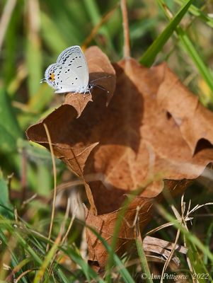 Eastern Tailed-Blue 