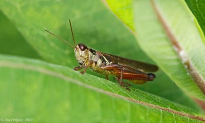 Red-legged Grasshopper