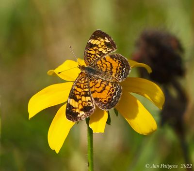 Pearl Crescent