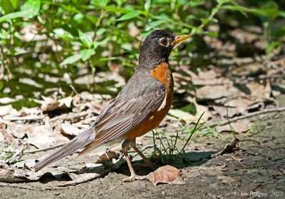 American Robin