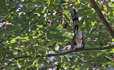 Yellow-billed Cuckoo