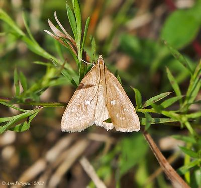 White-spotted Brown