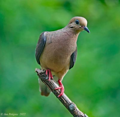 Mourning Dove