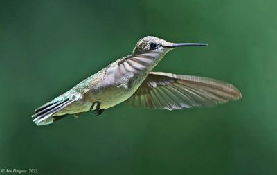 Ruby-throated Hummingbird