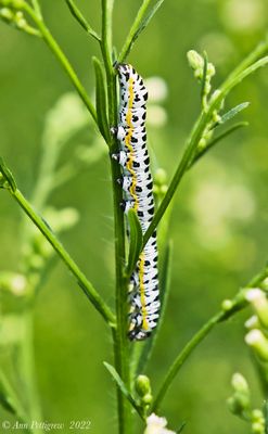 Speyers Hooded Outlet Caterpillar