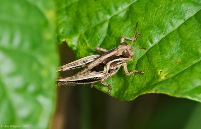 Red-legged Grasshopper
