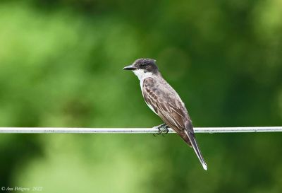 Eastern Kingbird