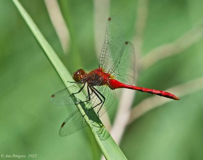 Ruby Meadowhawk 