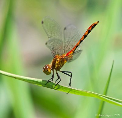 Ruby Meadowhawk 