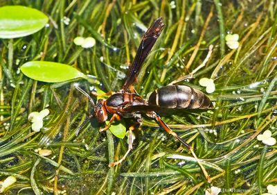 Northern Paper Wasp
