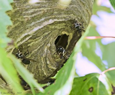 Bald-faced Hornet Nest