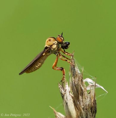 Holcocephala fusca - Robber Fly