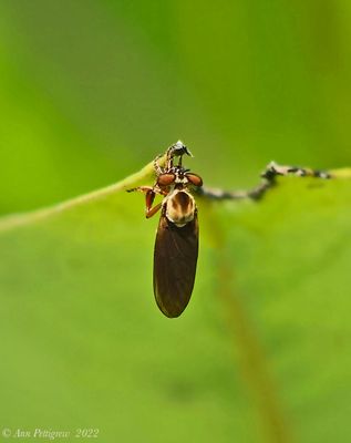 Holcocephala fusca - Robber Fly