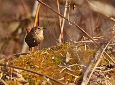 Winter Wren