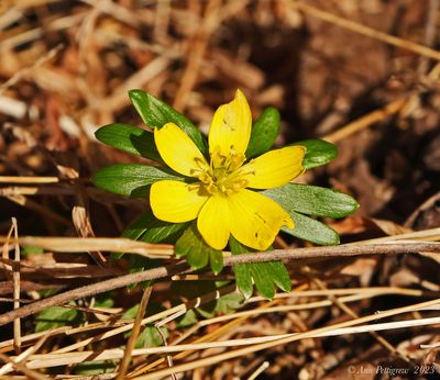 Winter Aconite