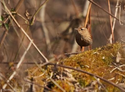 Winter Wren