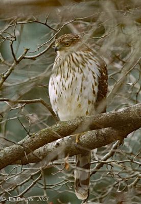 Coopers Hawk