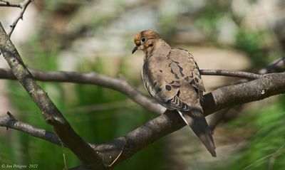 Mourning Dove