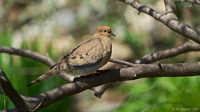 Mourning Dove